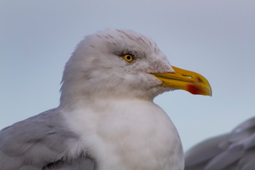 Seagull on beach