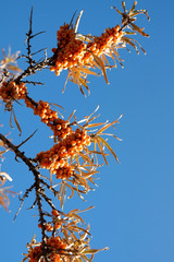 Close view of Sea-buckthorn tree branches with berries