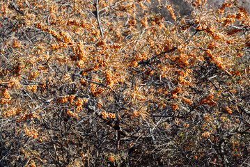 Sea-buckthorn tree with berries growing in nature
