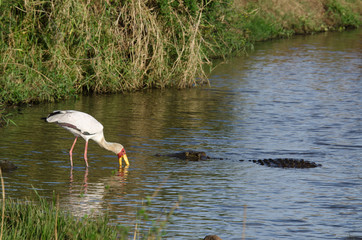 Tantale ibis, Mycteria ibis, Yellow billed Stork, Crocodile du Nil , Crocodylus niloticus, Afrique du Sud