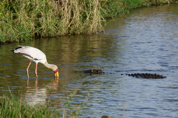 Tantale ibis, Mycteria ibis, Yellow billed Stork, Crocodile du Nil , Crocodylus niloticus, Afrique du Sud
