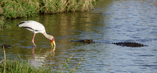 Tantale ibis, Mycteria ibis, Yellow billed Stork, Crocodile du Nil , Crocodylus niloticus, Afrique du Sud