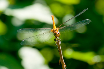 dragonfly