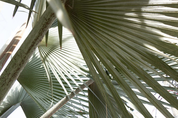 folhas de palmeira latania lontaroides