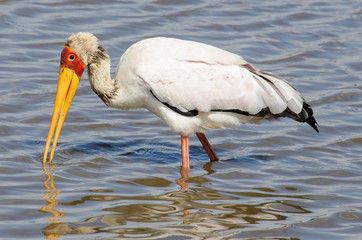Tantale ibis, Mycteria ibis, Yellow billed Stork