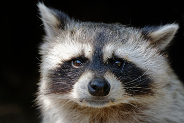 Raton laveur © Patrick