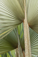 folhas de palmeira latania lontaroides