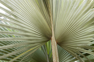 folhas de palmeira latania lontaroides