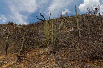 Sucholubna roslinność Meksyku