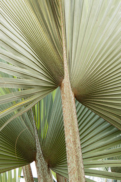 folhas de palmeira latania lontaroides