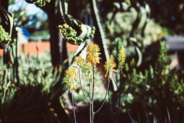 Vivid green and yellow plants garden 