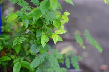 green leaves of a tree in spring