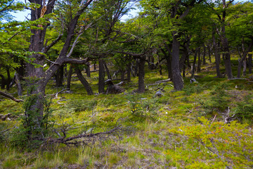 Fototapeta premium Woodland views