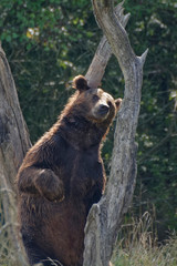 Obraz premium Ours brun