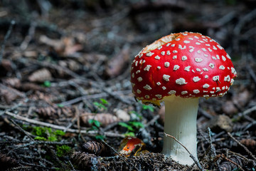 amanita muscaria