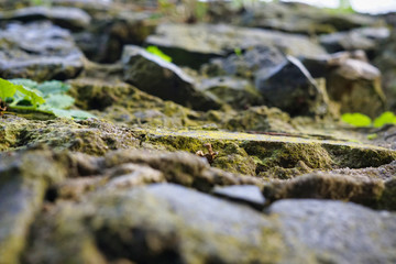 mossy stone macro 