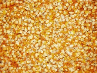 corn background