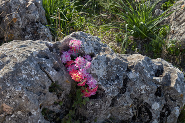 Wild flowers in a rock at high mountain