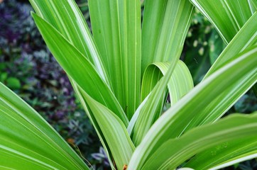 green leaf of plant
