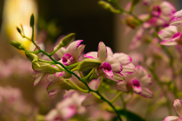Fototapeta na wymiar Pink and white orchids on a green branch are blurred for writing text on the picture. 