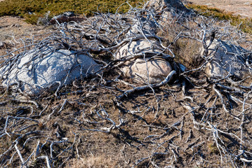 Dry juniper or Cupressaceae branches on ground in the countryside in autumn