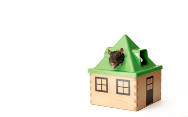 black rat peeps out of the roof of a toy house on a white background, good mood