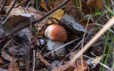 Mushroom