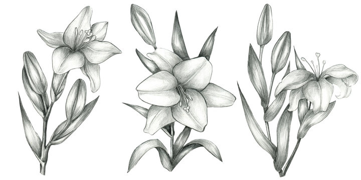 Pencil  drawn lily set isolated on white background. Hand drawn botanical illustration. Lilies bloom. 