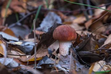 Mushroom
