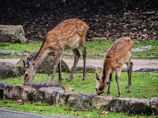 Sur l'île de Miyajima entre culture et tradition