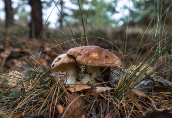 Mushroom