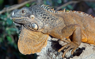 grüner leguan, iguana iguana
