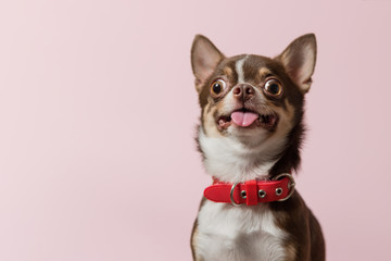 Cute brown mexican chihuahua dog with tongue out isolated on pink background. Dog looking to camera. Red collar. Copy Space - obrazy, fototapety, plakaty