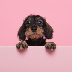 Portrait of a miniture dachshund puppy on a pink background with space for copy