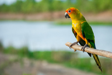 Beautiful parrot on branches.