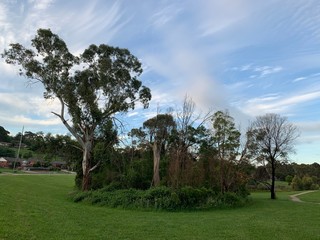 Eucalyptus trees under a cloudy sky