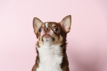 Cute brown mexican chihuahua dog isolated on light pink background. Dog looks up. Copy Space