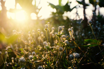 Close-up Water drops on flowers grass and sunrise background in the morning