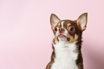 Surprised brown mexican chihuahua dog on pink background. Dog looking to camera. Copy Space - 310462291
