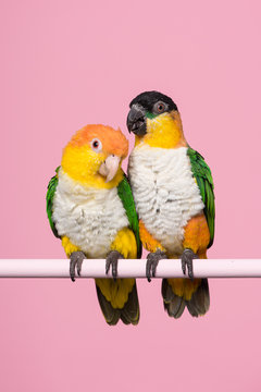 Two caique birds looking at the same side on a pink background in a vertical image