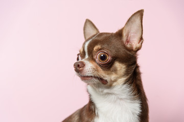 Bad surprised brown mexican chihuahua dog on pink background. Dog looks left. Copy Space