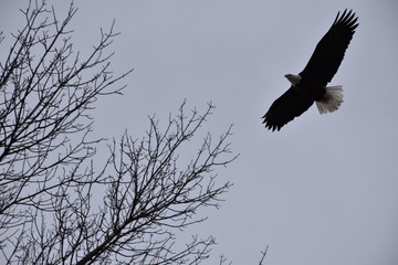 Soaring Eagle