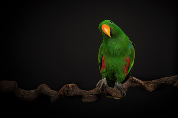 Male green eclectus parrot bird on a black background seen from the front