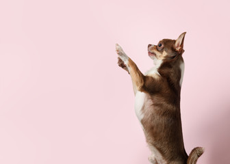 Cute mexican chihuahua dog on pink background. Dog trying to reach the top. Beggar dog. Copy Space
