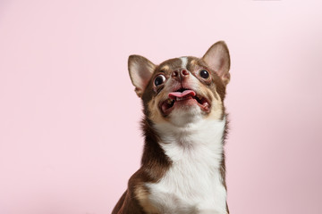 Shocked brown mexican chihuahua dog with tongue out isolated on light pink background. Dog looks up. Copy Space