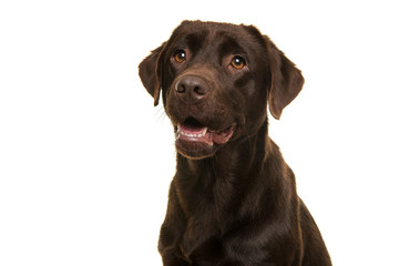 Fototapeta premium Portrait of a chocolate labrador retriever looking up on a white background