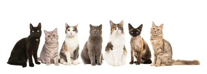 Fotobehang Group of various breeds of cats sitting next to each other looking at the camera on a white background © Elles Rijsdijk