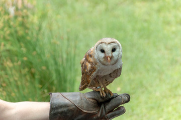 Barn Owl