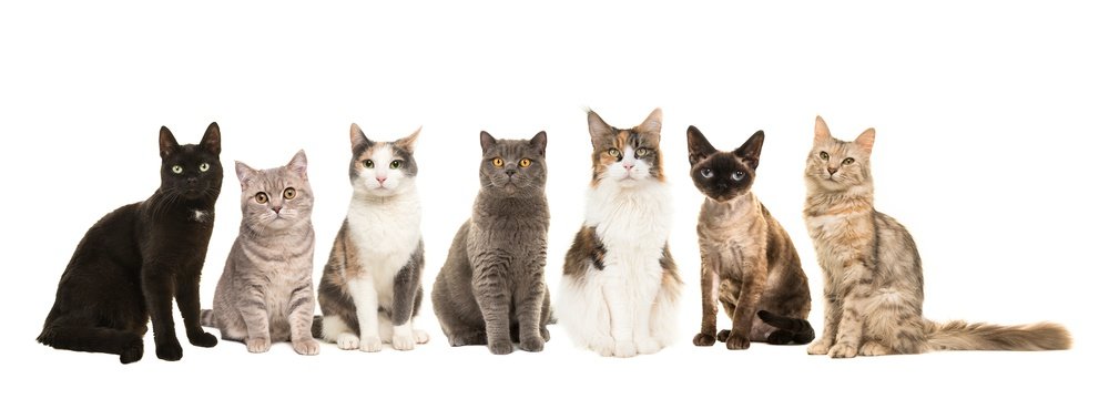 Fototapeta Group of various breeds of cats sitting next to each other looking at the camera on a white background