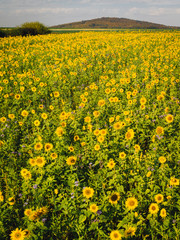 Fototapeta premium View from above over rural Germany with farmland in autumn